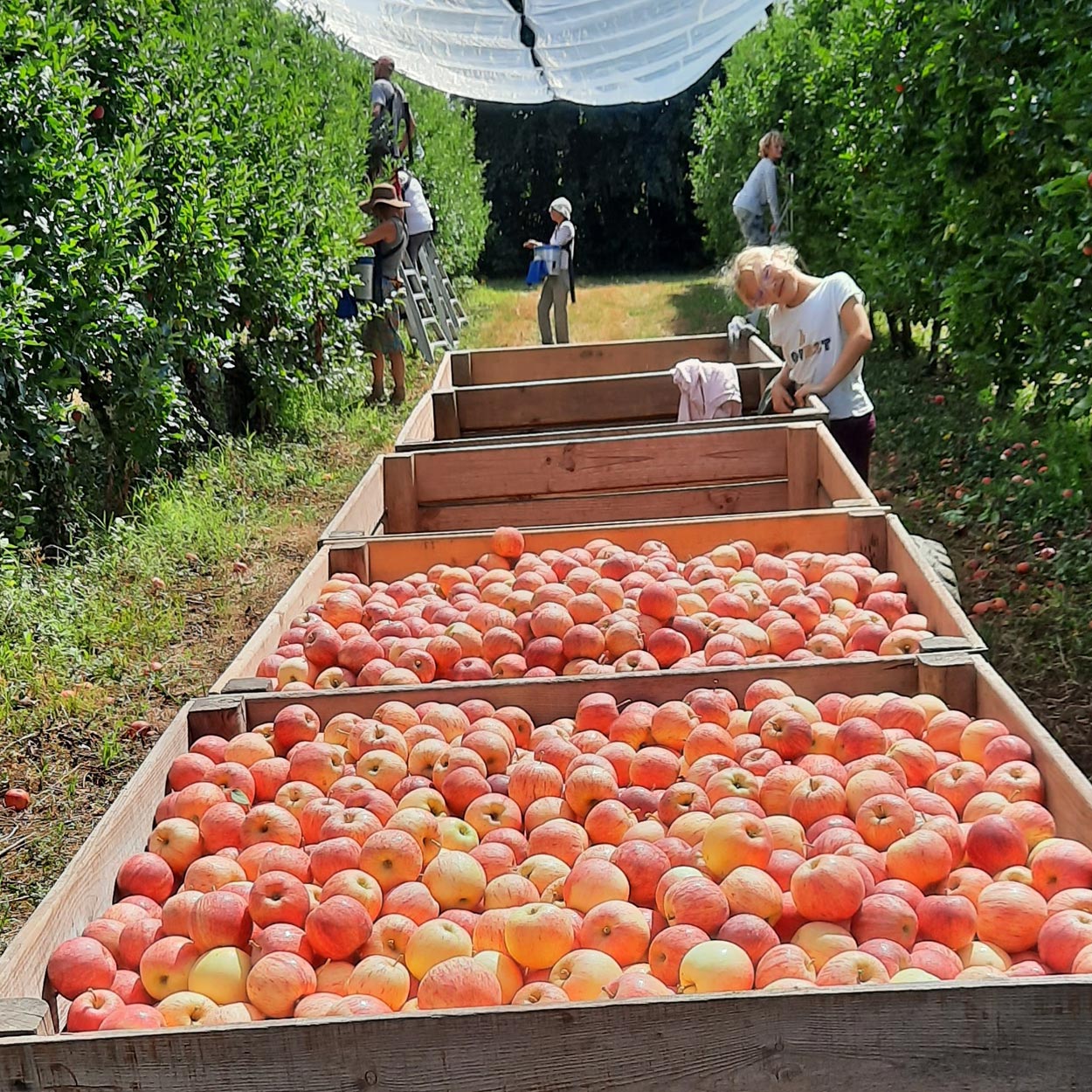 Grandes cagettes remplies de pommes fraîchement ramassées dans les allées de notre domaine. Venez cueillir vos pommes et kiwis aux Vergers Lasserre à Lahontan, l'adresse incontournable pour vos Fruits à la ferme Salies de Béarn.
