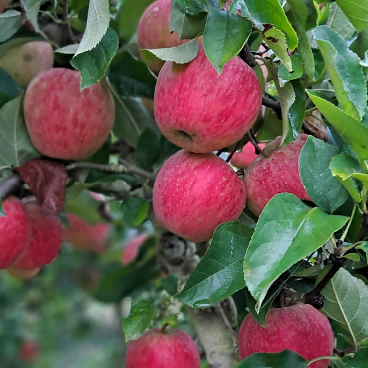 Belles pommes Akane rouges à cueillir dans notre domaine des Vergers Lasserre, votre verger du 64 situé à Lahontan dans les Pyrénées-Atlantiques.