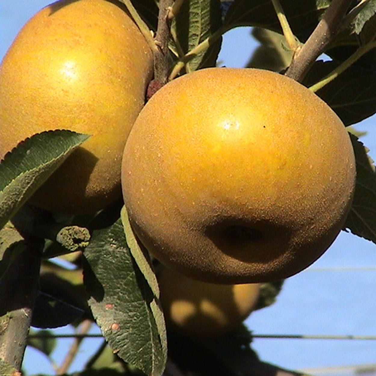os pommes Reinette grise du Canada prêtes pour la cueillette aux Vergers Lasserre à Lahontan, votre verger dans le 64 en Pyrénées-Atlantiques.