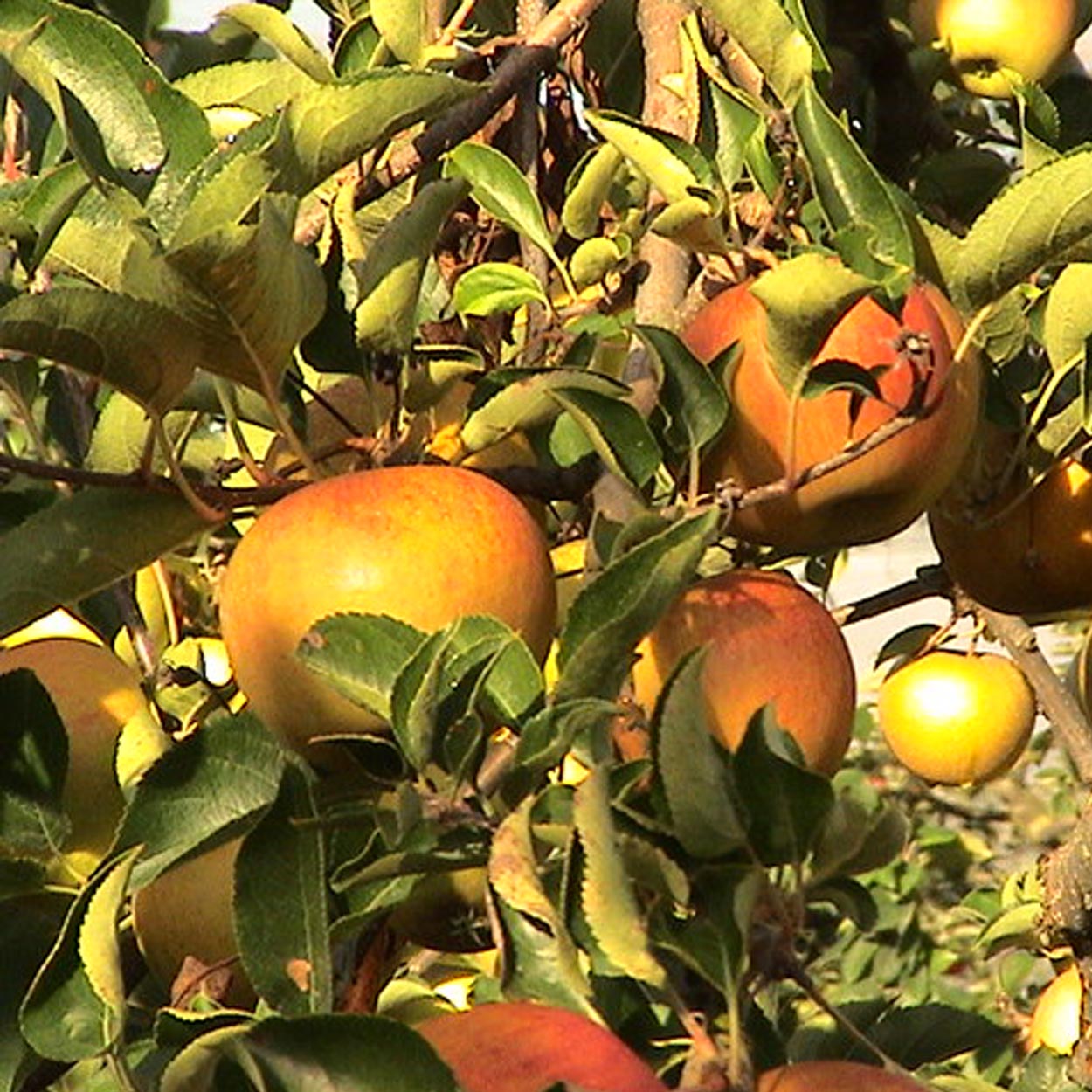 Notre variété de pommes Rubinette dans les arbres des Vergers Lasserre, votre verger du 64 ouvert à la cueillette à Lahontan, Pyrénées-Atlantiques.