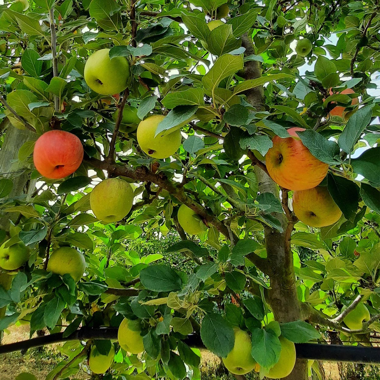 Pommes Reine des reinettes mûrissant au soleil de notre verger des Vergers Lasserre, situé dans le 64 (Pyrénées-Atlantiques) à Lahontan.