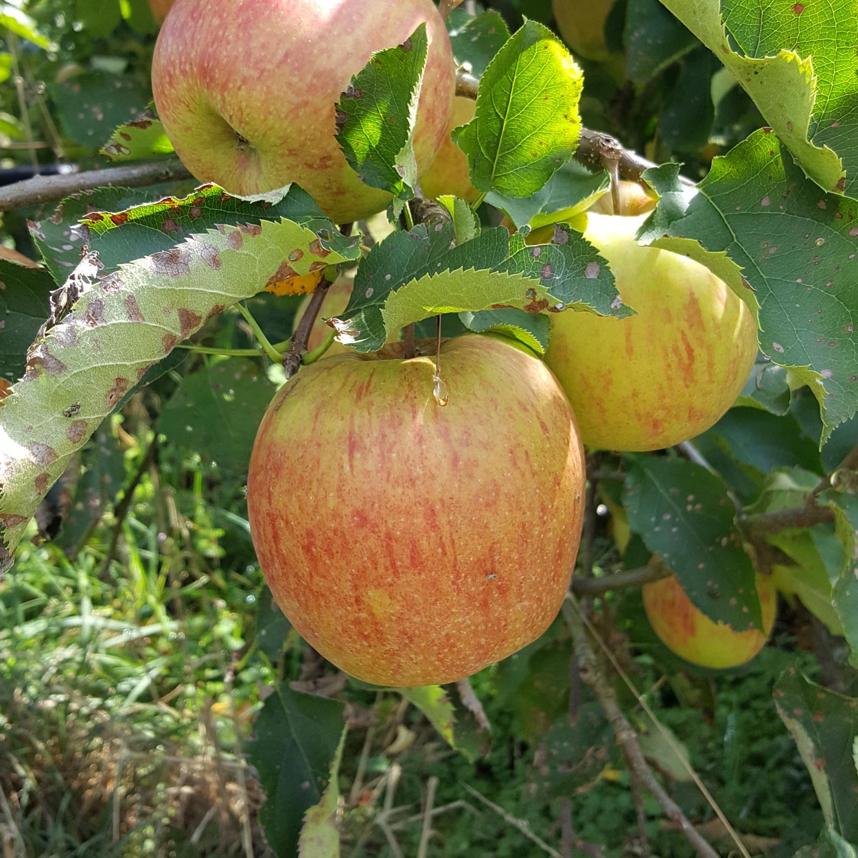Pomme Jonagored sur sa branche prête pour la récolte aux Vergers Lasserre, notre verger incontournable du 64 à Lahontan dans les Pyrénées-Atlantiques.