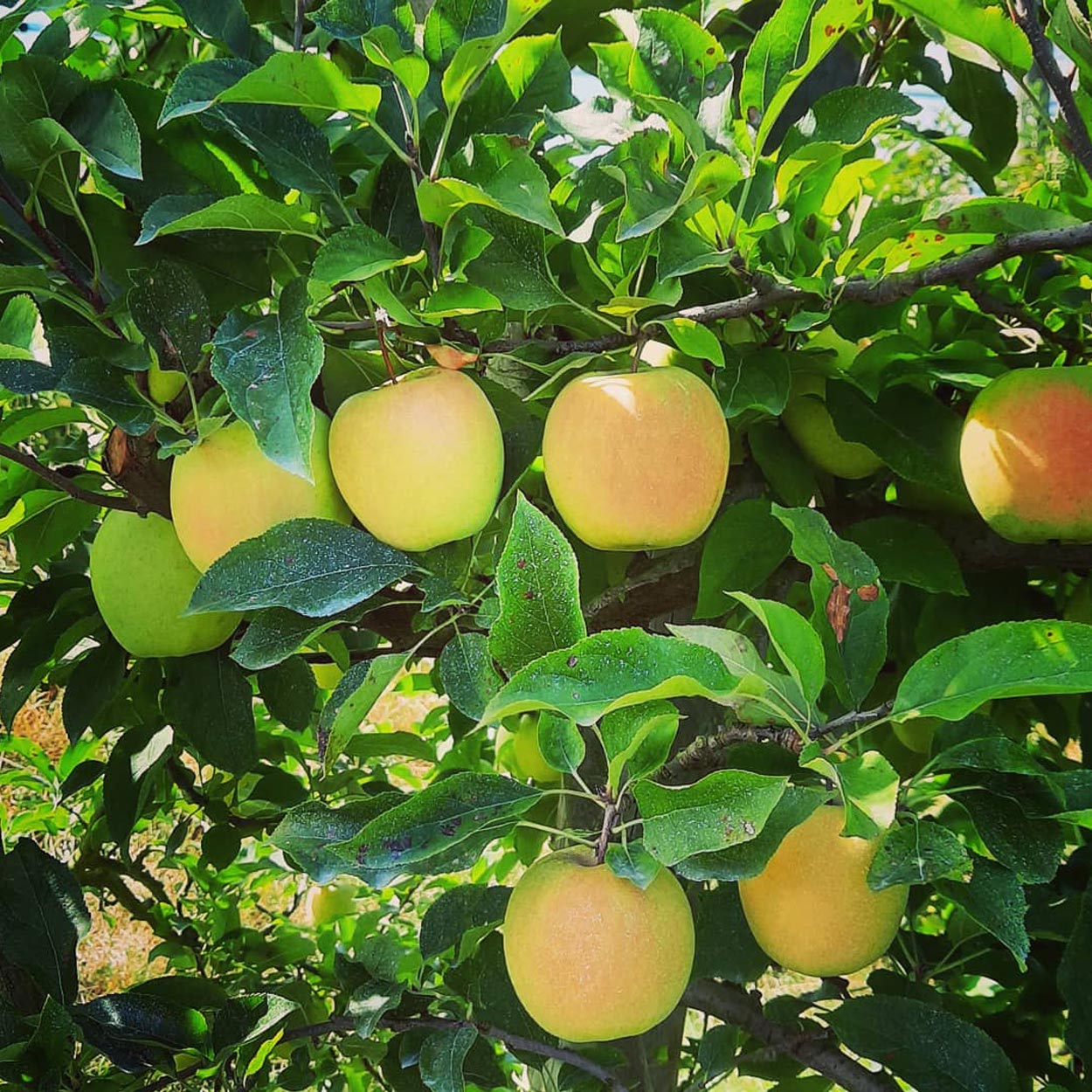 Pommes Golden jaunes à ramasser directement sur l'arbre aux Vergers Lasserre à Lahontan, le choix parfait pour des pommes direct producteur 64.