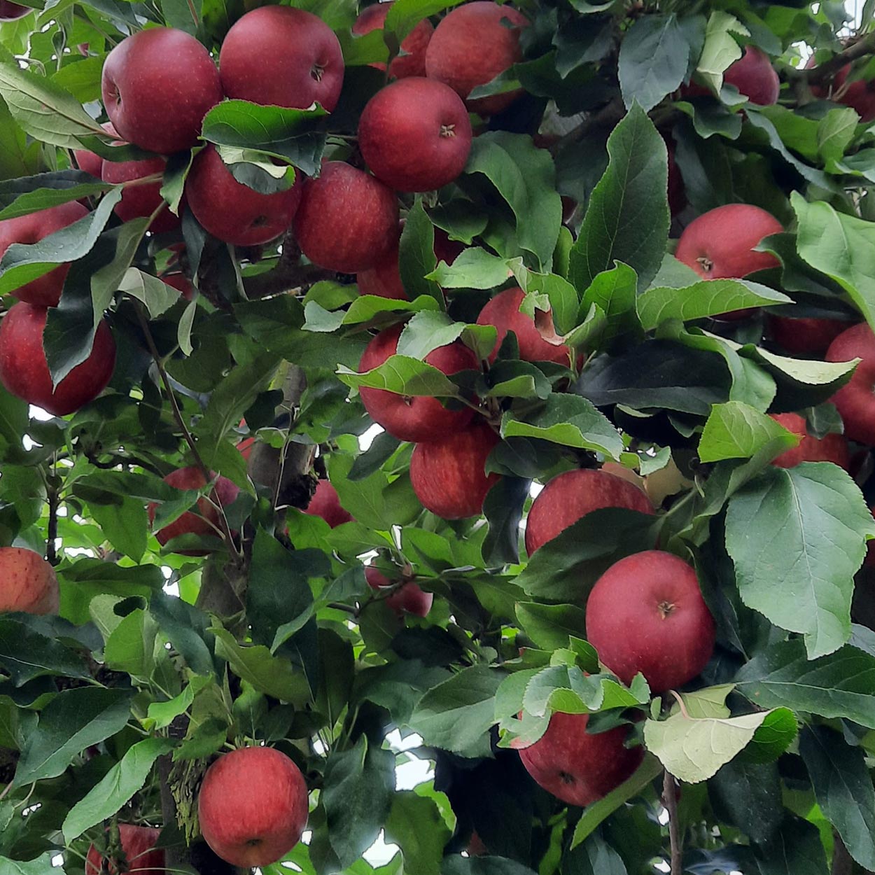 Abondance de pommes Gala rouges dans notre verger du 64, les Vergers Lasserre, pour la libre cueillette à Lahontan (Pyrénées-Atlantiques).
