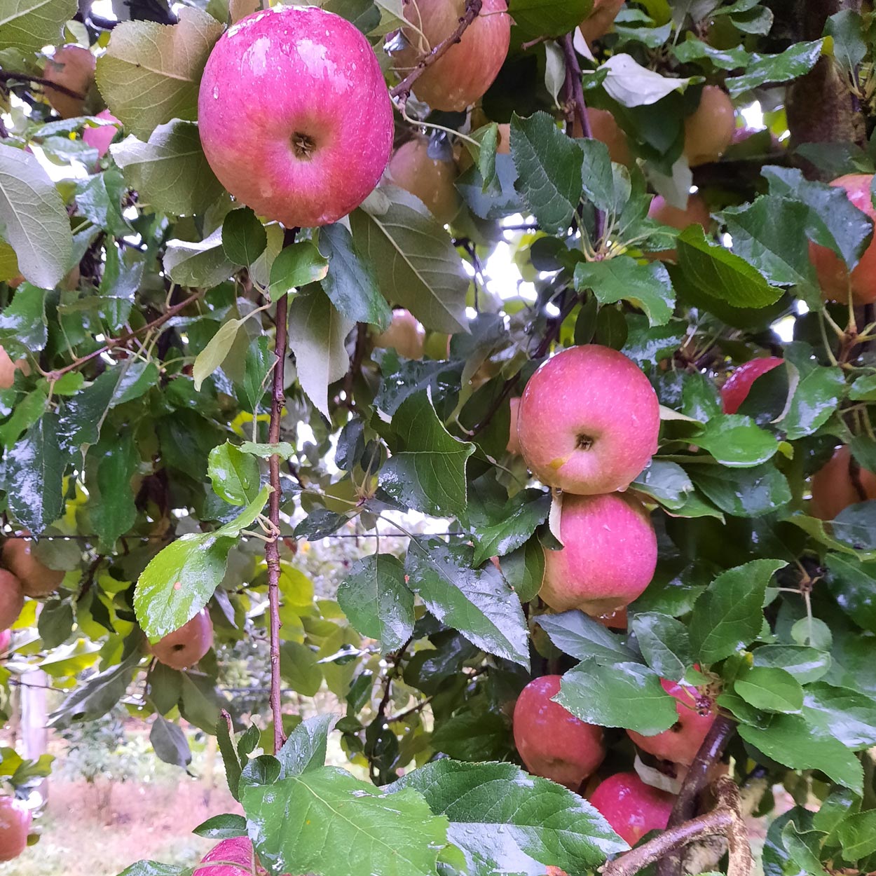 Délicieuses pommes Fuji perlées d'eau, à découvrir aux Vergers Lasserre à Lahontan pour vos pommes direct producteur 64.
