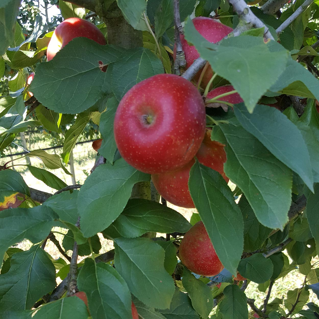 Belles pommes rouges Florina dans les arbres de notre domaine des Vergers Lasserre, verger familial du 64 situé à Lahontan en Pyrénées-Atlantiques.