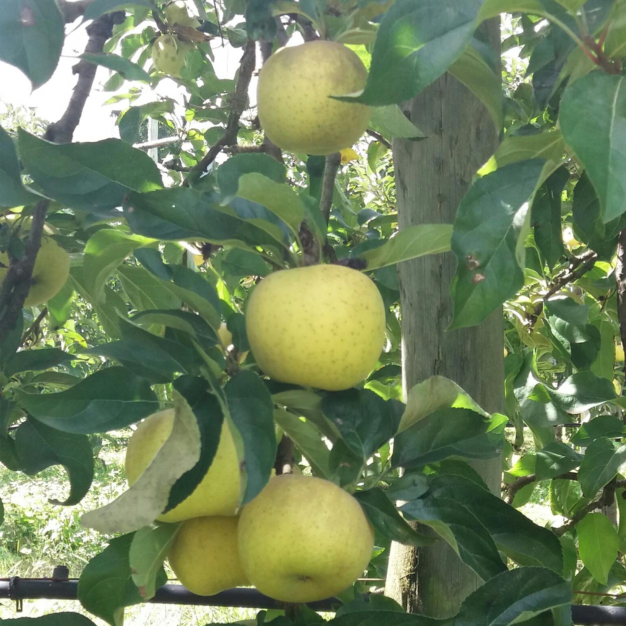 Pommes Chanteclerc dorées prêtes à être cueillies aux Vergers Lasserre, votre verger du 64 situé à Lahontan dans les Pyrénées-Atlantiques.